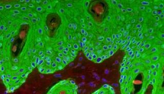 علماء يابانيون يخترعون نهجا جديدا لعلاج التوتر والالتهاب