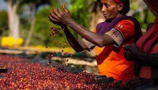 حصاد البن في إثيوبيا