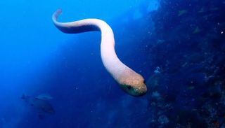 أكبر ثعبان بحري عرفه التاريخ