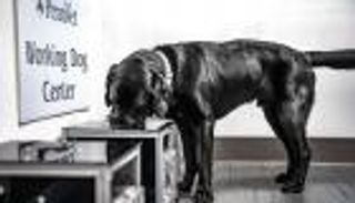 كلاب مدربة تكشف سرطان الأوعية الدموية بالشم