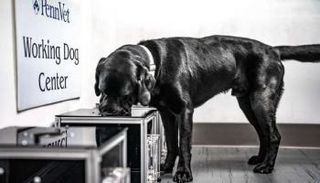 كلاب مدربة تكشف سرطان الأوعية الدموية بالشم