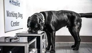 كلاب مدربة تكشف سرطان الأوعية الدموية بالشم