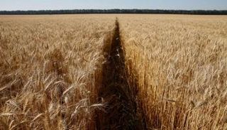 محصول القمح