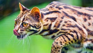 احتضنت البيوت الصينية قط النمر  قبل ان تغيب القطط 600 عام وتعود مع طريق الحرير