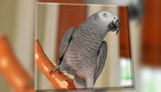 الببغاء "نايجل"