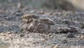 &laquo;وادي الوريعة&raquo; تسجل عودة طائر السبد المصري بعد غياب 5 سنوات