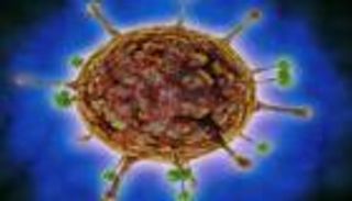 تايوان تتجه لتصنيف فيروس نيباه ضمن أمراض الفئة الخامسة