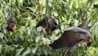 فيروس نيباه يثير قلق العالم من جديد.. ما أخطر المضاعفات؟