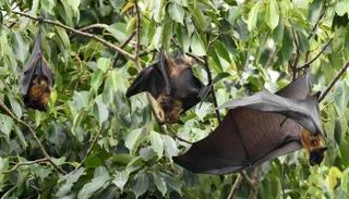 فيروس نيباه