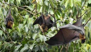 خفاش الفاكهة عامل مشترك بين فيروسي نيباه وماربورغ