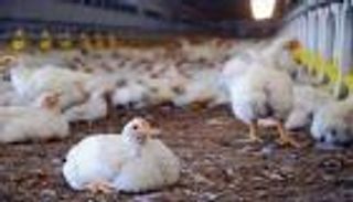 أسعار الدواجن في مصر.. شائعة تدفع الحكومة لتحرك عاجل