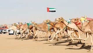 سباقات الهجن 