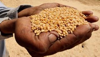 شخص يحمل حفنة من حبوب القمح - رويترز