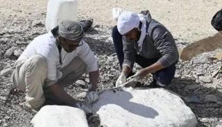 اكتشاف أقدم سلحفاة في مصر