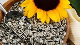 بذور دوار الشمس