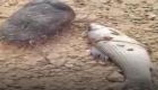 نفوق جماعي للأسماك في بحيرة النوبة 