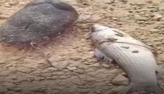 نفوق جماعي للأسماك في بحيرة النوبة