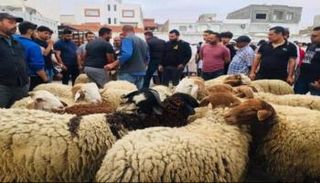 سوق الأغنام في تونس