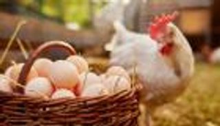 نظام الطيبات.. لماذا صنّف العوضي الدجاج والبيض كـ&laquo;أطعمة خبيثة&raquo; رغم قيمتهما الغذائية؟ (خاص)