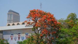 شجرة الشعلة