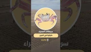 سرطانات الصحراء حقيقية في الصين