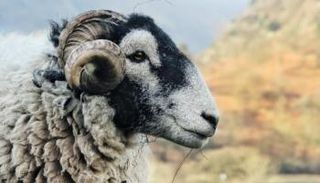 الأضحية- أرشيفية