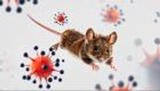 فيروس هانتا.. طرق الوقاية وأبرز الأعراض التي تستدعي زيارة الطبيب فورا (خاص)