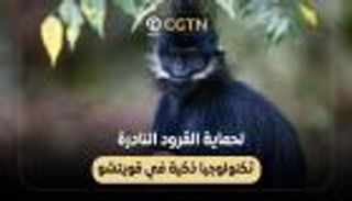 لحماية القرود النادرة.. تكنولوجيا ذكية في قويتشو