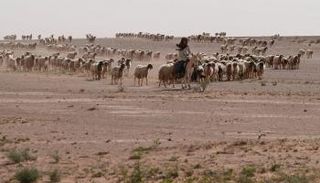 راعي أغنام مع قطيعه في صحراء النجف