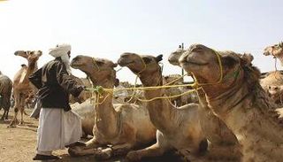 أضحية الإبل عن كم شخص