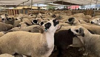 عدد من الخراف في سوق للأضاحي بالمغرب