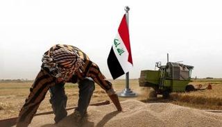 العراق يتوقع حصاد 5 ملايين طن من القمح ويطمح للاكتفاء الذاتي
