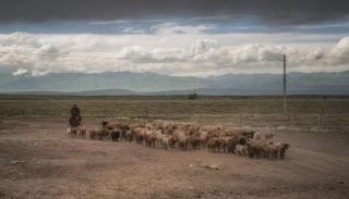 مئات الصينيين يتقدمون لوظيفة رعاية أغنام في منغوليا