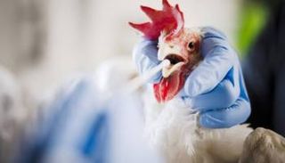 تسجيل ثاني إصابة بإنفلونزا الطيور H5N1 في أستراليا
