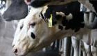 لغز التحول الخطير لإنفلونزا الطيور.. لماذا هاجم فيروس H5N1 أبقار الحليب؟