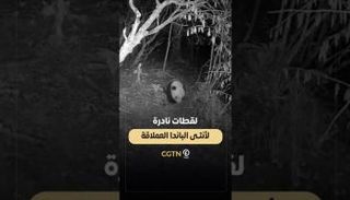 لقطات نادرة لأنثى الباندا العملاقة 