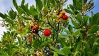 فاكهة &laquo;اليانغمي&raquo; تدخل موسم نضجها في مقاطعة هوبي الصينية