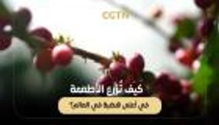 الصين تتحدى المستحيل.. زراعة القهوة والعنب فوق أعلى هضبة بالعالم
