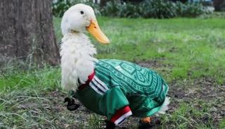 البطة المشجعة في كأس العالم 