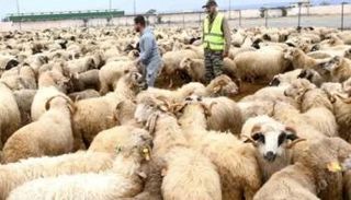 أضاحي الجزائر- أرشيفية