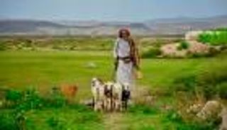 الرعي في اليمن يواجه ضغوط المناخ وتراجع الأمطار