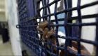 إسرائيل تمهّد لإقامة &laquo;جدار التماسيح&raquo; حول سجون الأسرى الفلسطينيين