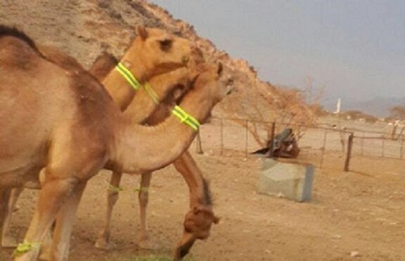 إبل السعودي ناشي المحـمادي تحمل الشريط الضوئي