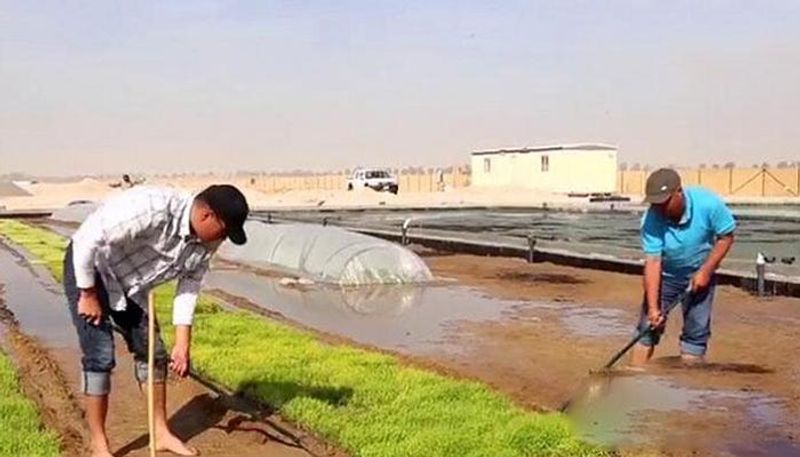 نجاح زراعة الأرز في صحراء دبي