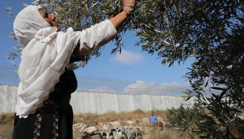 فلسطينية تقطف الزيتون بالضفة الغربية
