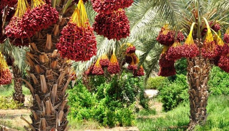 بستان نخل في العراق- أرشيف