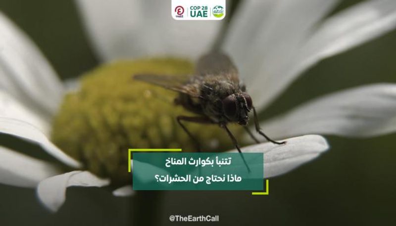 أسرار كونية وكوارث.. ماذا لو تكلمت الحشرات؟
